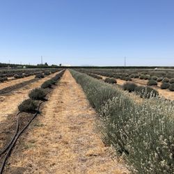 Araceli Farms - Tubes
