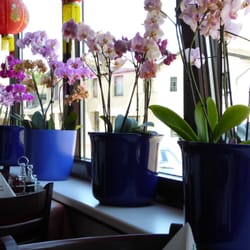 Orchidee - Blick aus dem Lokal