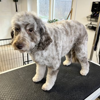 Upstate Pet Grooming - Pet Groomers Near Me - Williamson, New York Upstate Pet Grooming - Pet Groomers Near Me - Williamson, New York