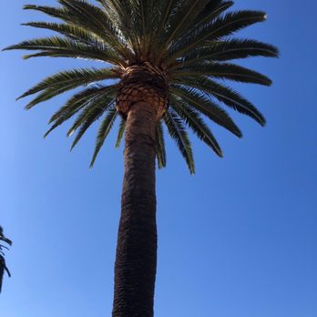 Inexpensive Tree Services - Tree Services Near Me - Los Angeles, California