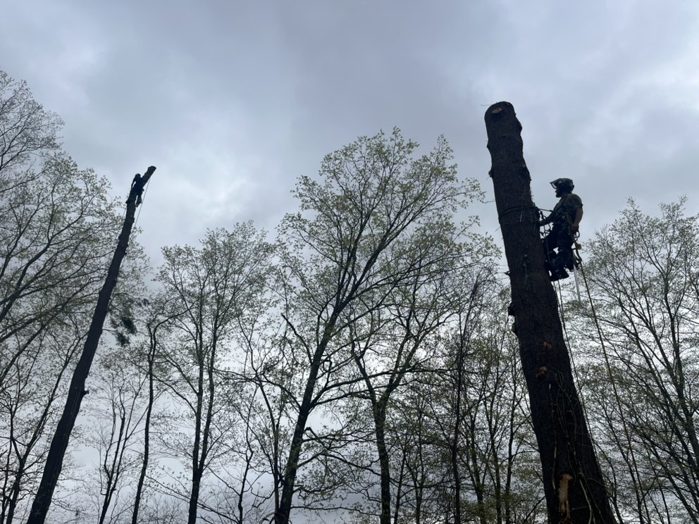 COMPLETE TREE REMOVAL with photos Updated August 2024 Request a