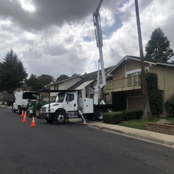 Stone Tree - Tree Services Near Me - Concord, California Stone Tree - Tree Services Near Me - Concord, California