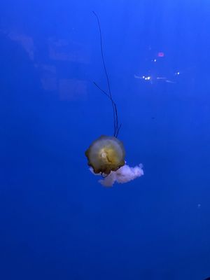 Audubon Aquarium by null