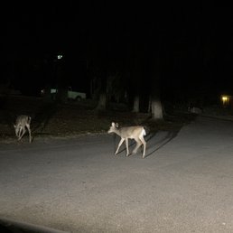 Deer at night