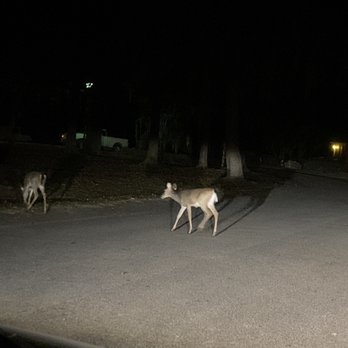 Santee State Park - Deer at night - Parks Near Me - Santee, South Carolina