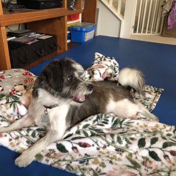 Pets Well Pet Care - Ray playing right after his grooming. - Pet Groomers Near Me