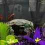 Photo of Wet Pets SRQ