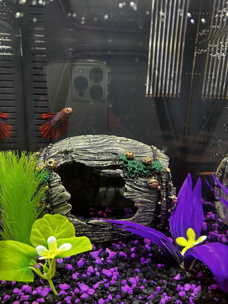 WET PETS SRQ Updated September 2024 13 Photos 3564 17th St, Sarasota, Florida Local Fish