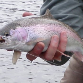 Emerging Rivers Guide Services - Fishing Near Me - Snoqualmie, Washington Emerging Rivers Guide Services - Fishing Near Me - Snoqualmie, Washington