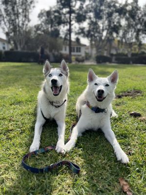 Training San Diego’s Finest Animals! - Training dogs takes a different amount of time depending on so many factors. Size, age, breed, temperament, and location of training to name a few. What your dog really needs is a committed parent. Let me show you how to build a lasting relationship with your canine companion so that the two (or three, or four, five?) of you can enjoy life together to the fullest.