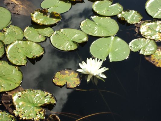 Gorman Nature Center by null