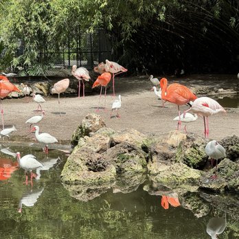 Flamingo Gardens - Botanical Gardens Near Me - Davie, Florida Flamingo Gardens - Botanical Gardens Near Me - Davie, Florida