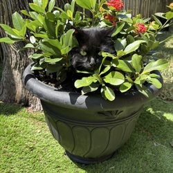 Del Mar Veterinary Hospital - Cat