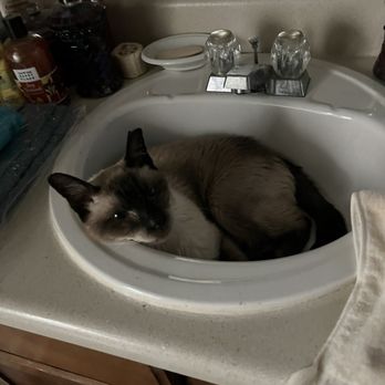 K I I S Cat Grooming - Pet Groomers Near Me