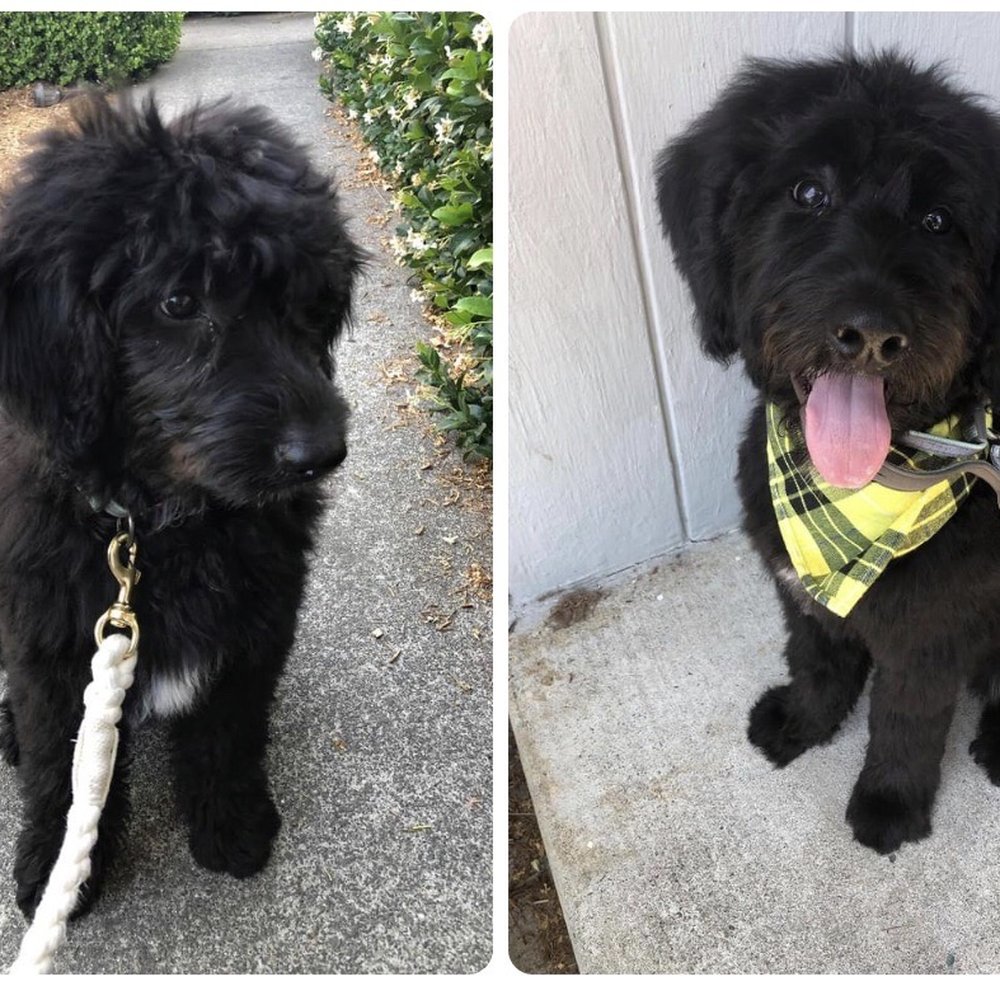 Paw Zone Mobile - Pet Groomers Near Me - Santa Rosa, California Paw Zone Mobile - Pet Groomers Near Me - Santa Rosa, California