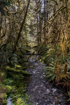 Hoh Rain Forest by null