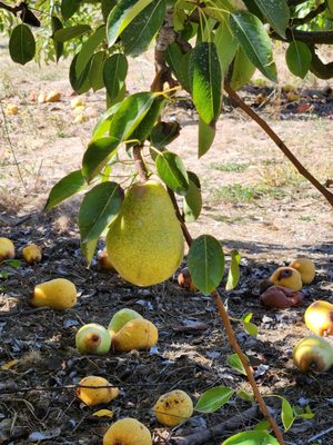Bells Orchard by null