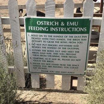 Ostrichland USA - Attraction Farms Near Me - Solvang, California