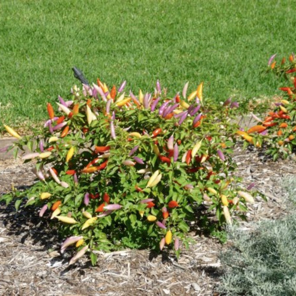 Adelaide Botanic Garden - Botanical Gardens Near Me - Adelaide, SA