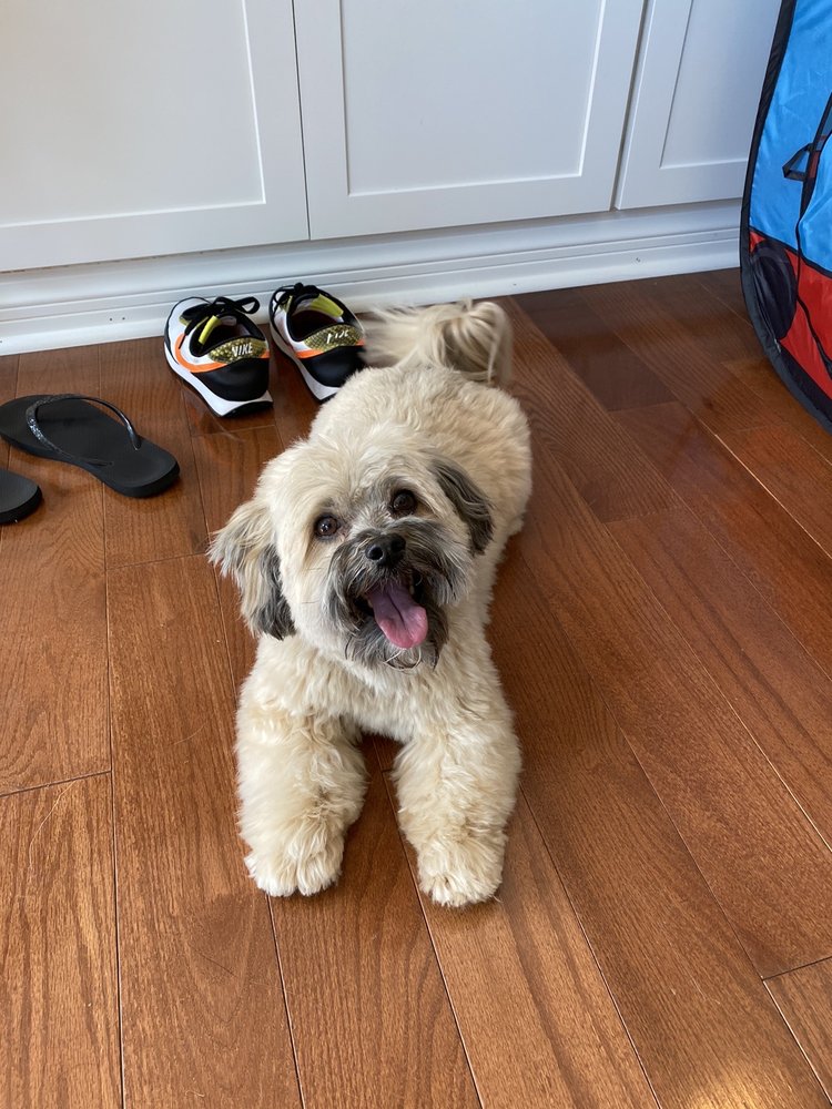 FURRTASTIC DOG GROOMING Updated June 2024 12115 N Michigan Rd