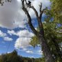 Photo of Climb It High Tree Experts