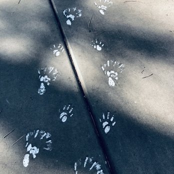 Bearizona - Zoos Near Me - Williams, Arizona