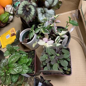 Swansons Nursery - Plants! - Nurseries & Gardening Near Me - Seattle, Washington