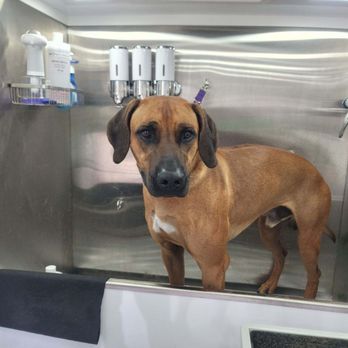 210 Pet Grooming - Pet Groomers Near Me - San Antonio, Texas