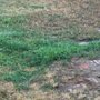 American Turf & Tree Care