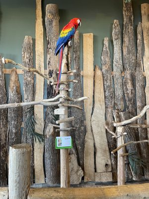 Bird Kingdom by null