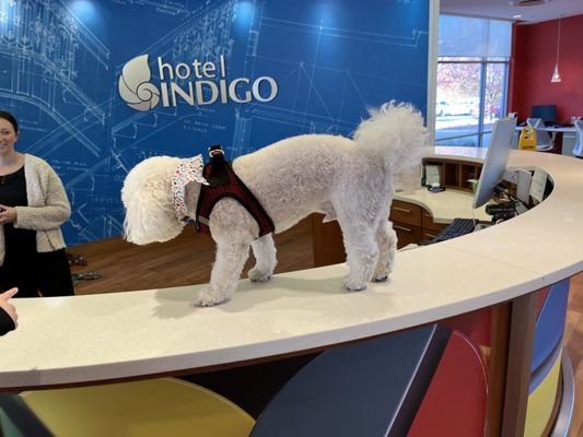 Hotel Indigo Columbus Architectural Center, an IHG Hotel by null