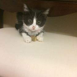 Lancaster Pet Clinic - As a kitten