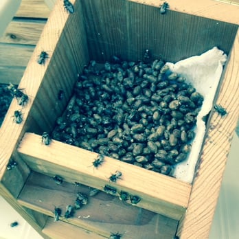 Crown Bees - Home & Garden Near Me - Woodinville, Washington
