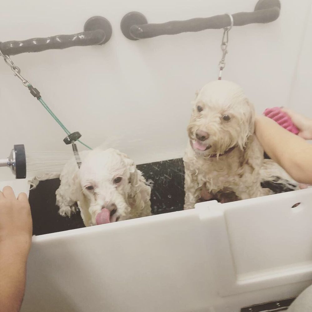 VIP Pet Spa - Pet Groomers Near Me - San Clemente, California VIP Pet Spa - Pet Groomers Near Me - San Clemente, California