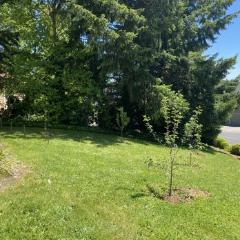 Randy's Tree Service - Before. - Tree Services Near Me