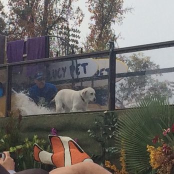 Float Fest - Surfing Labrador - Festivals Near Me - Pasadena, California Float Fest - Surfing Labrador - Festivals Near Me - Pasadena, California