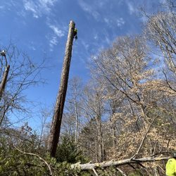 GTZ Tree Service