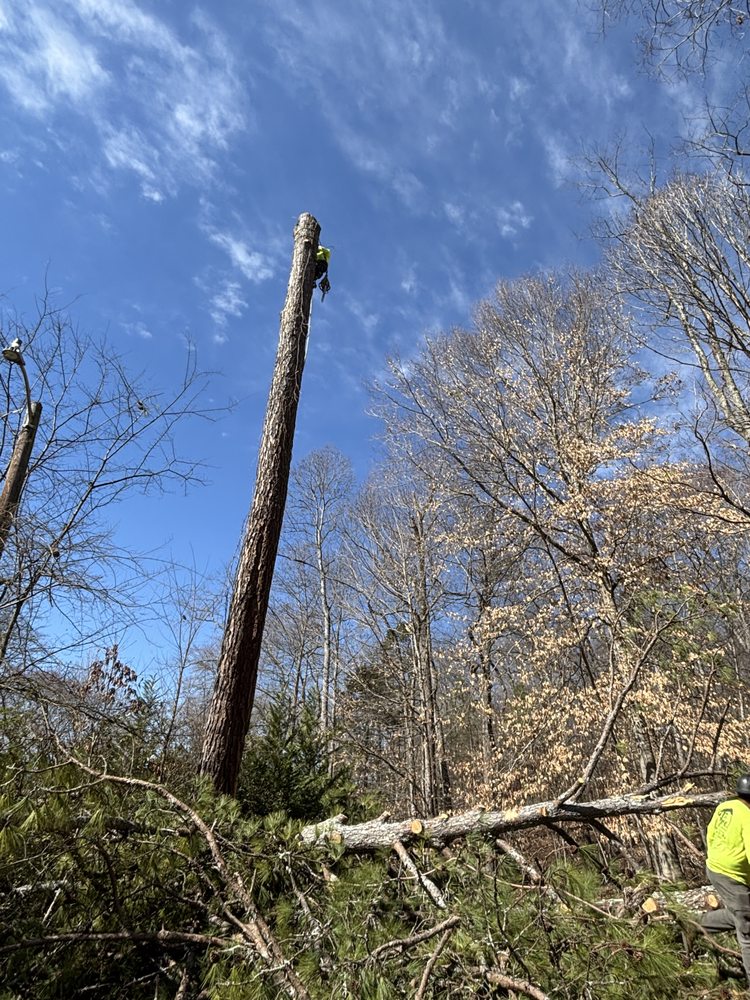 GTZ Tree Service - tree service in Knoxville, TN