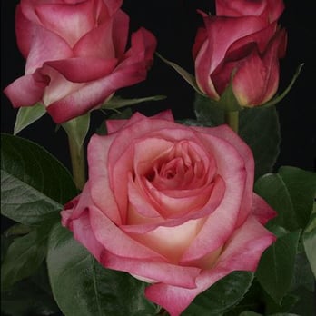 Flowerlink - Florists Near Me - Rancho Dominguez, California Flowerlink - Florists Near Me - Rancho Dominguez, California
