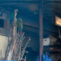 Rayo Tires - Parrots hanging out :) Loved our service today!