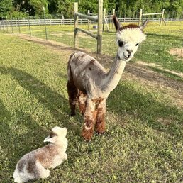 Baby alpaca and mama