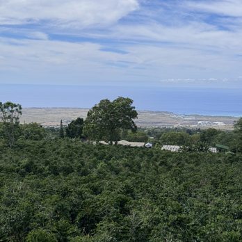 Hula Daddy Kona Coffee - Beautiful view - Food Tours Near Me - Holualoa, Hawaii Hula Daddy Kona Coffee - Beautiful view - Food Tours Near Me - Holualoa, Hawaii