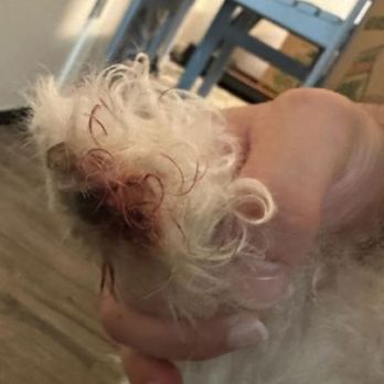 Pup Culture Pet Spaw - Bleeding nail - Pet Groomers Near Me - Oceanside, California Pup Culture Pet Spaw - Bleeding nail - Pet Groomers Near Me - Oceanside, California