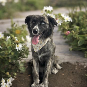 Luxe Pups - Pet Groomers Near Me - Chino, California