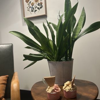 Tifa Chocolate & Gelato - Gelato Near Me - Raleigh, North Carolina