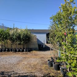 Terry's Nursery - Great place! Terry is so informative and knowledgeable very happy with the service, products and prices!!!