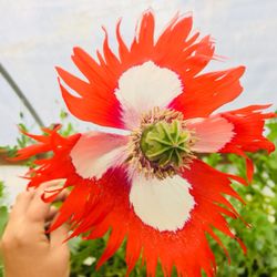 Basket Case Greenhouse - Danish flag poppy