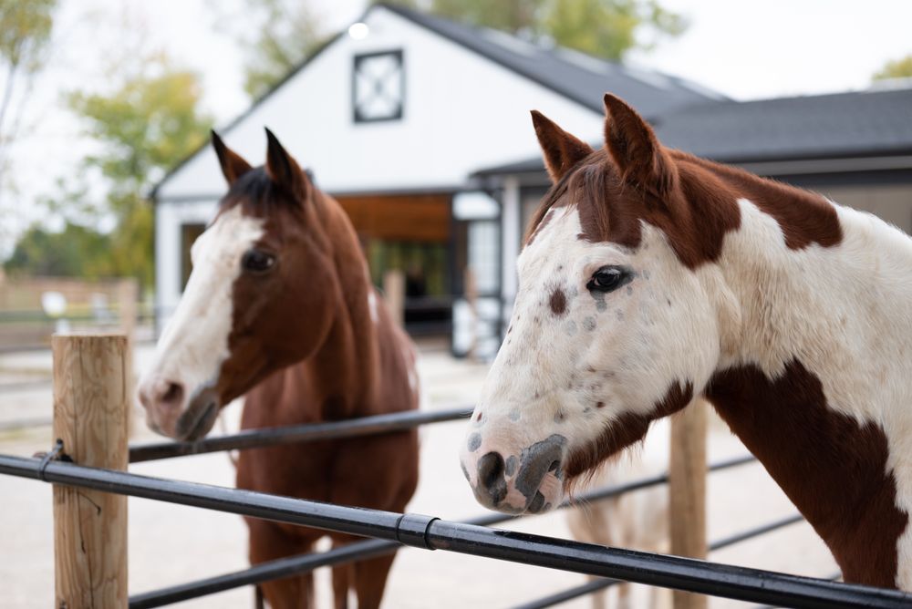 TM Horse Haven - equestrian in Tolono, IL