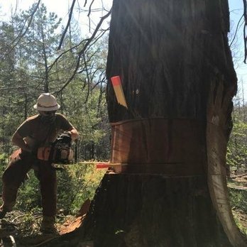 Black Bear Tree Service - Owner Mike Beling falling a large cedar. Black Bear Tree Service has vast experience in felling trees of any size. - Tree Services Near Me Black Bear Tree Service - Owner Mike Beling falling a large cedar. Black Bear Tree Service has vast experience in felling trees of any size. - Tree Services Near Me
