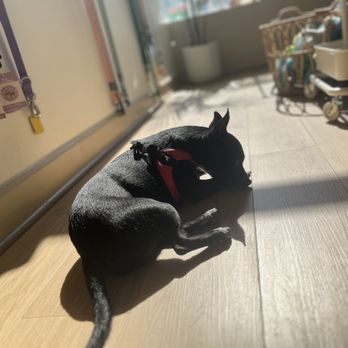 Doggee Club - Pet Stores Near Me - Pasadena, California